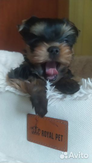 Йоркширский терьер