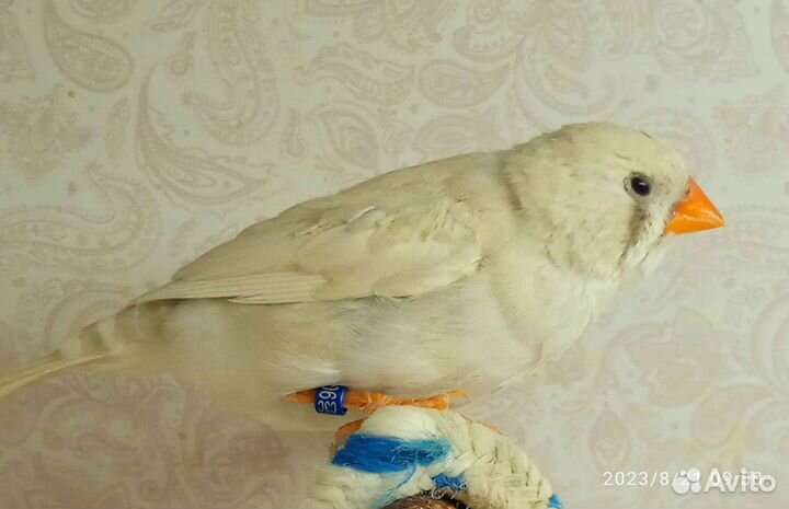 Зебровые амадины