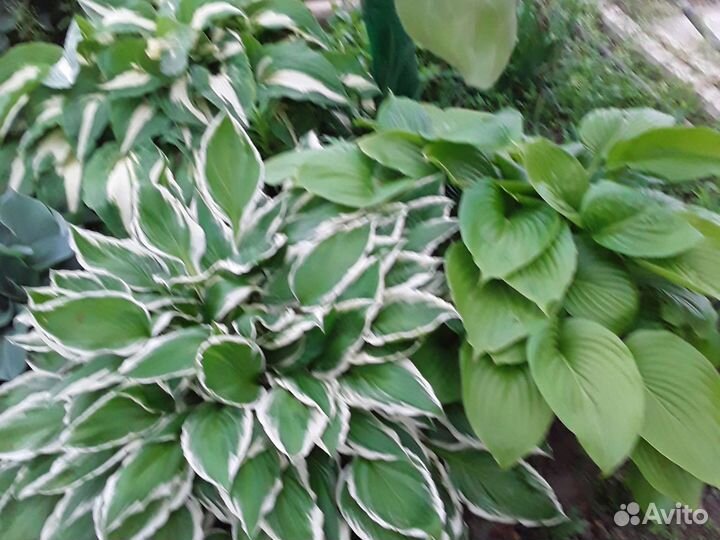 Хосты разные