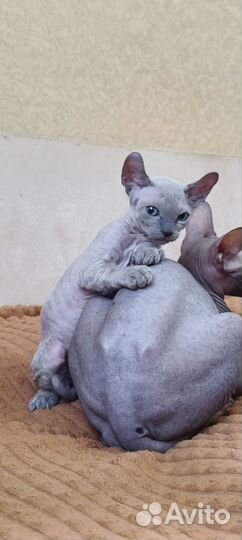 Канадский сфинкс эльф котенок