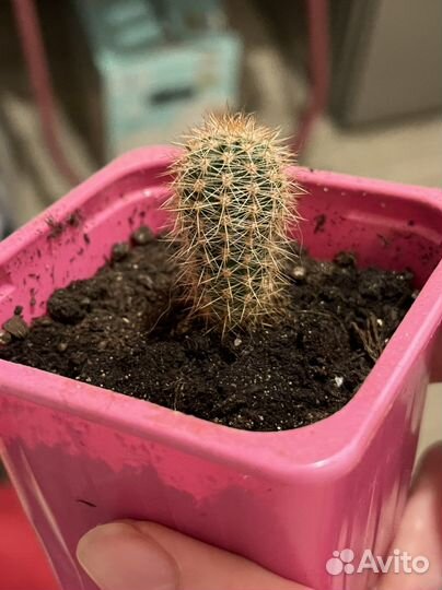 Кактусы малыши ищут дом