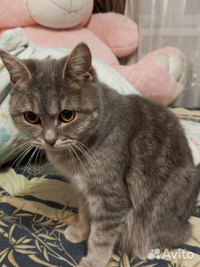 Кошка по имени Ася