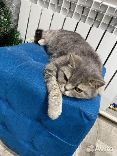 Передержка кошек котов
