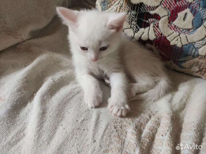 Отдам котенка
