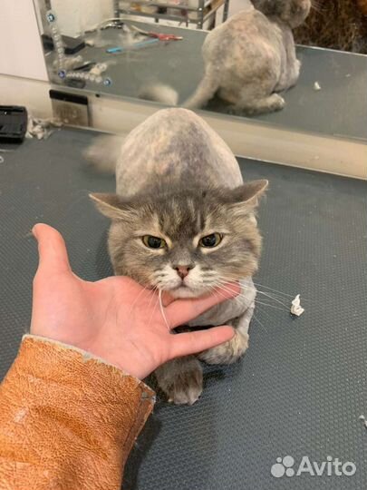 Груминг модель