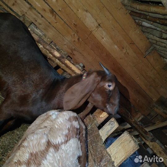 Коза нубийская