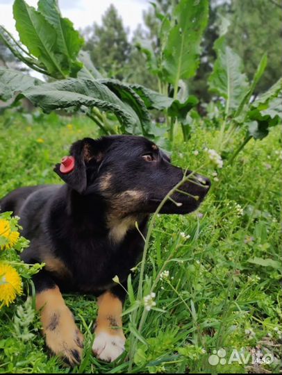 Ищет дом собачка небольшого размера Ксюша