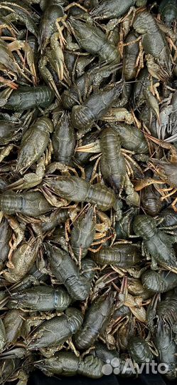 Живые Речные Раки