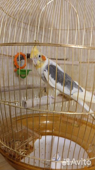 Попугай корелла с клеткой