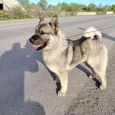 Норвежский элкхаунд, щенок