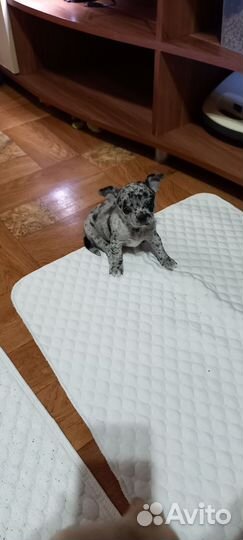 Чихуашечки