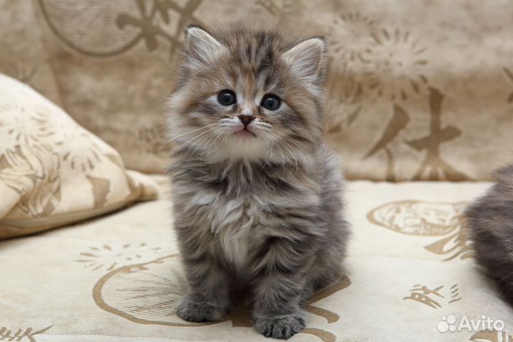 Золотой ребенок для Золотой мамы