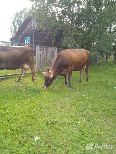 Корова дойная