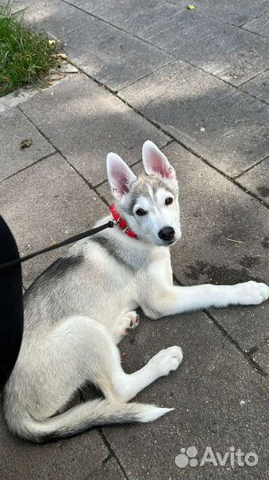 Метис хаски в добрые руки