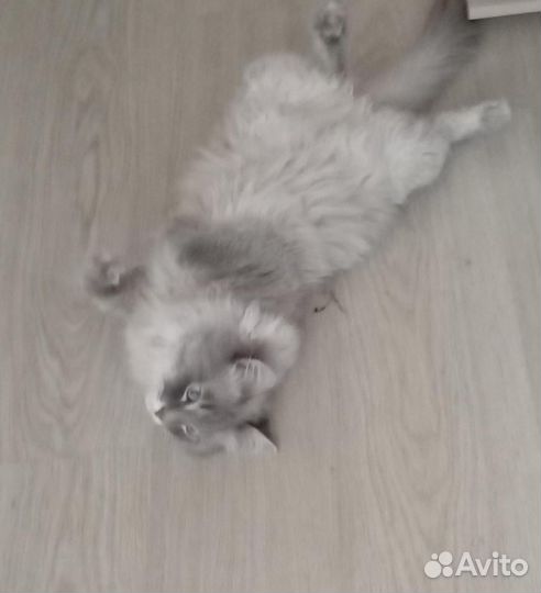 Отдам кота