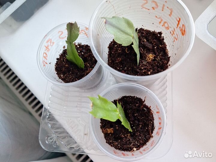 Декабрист шлюмбергера сортовые