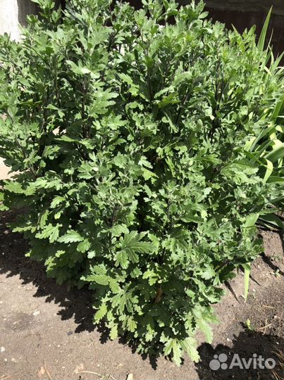 Хризантема садовая