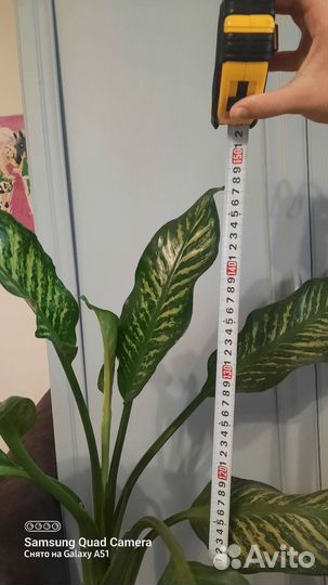 Диффенбахия