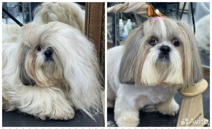 Стрижка собак/груминг