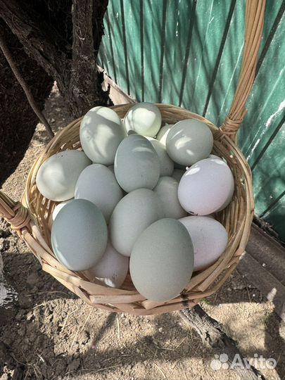 Инкубационное яйцо ухейилюй