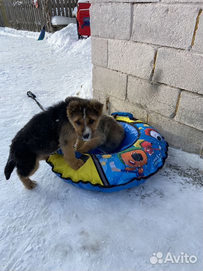 Отдам щенка в добрые руки