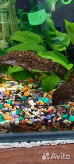 Аквариум с рыбками
