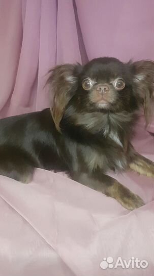 Мальчик чихуахуа