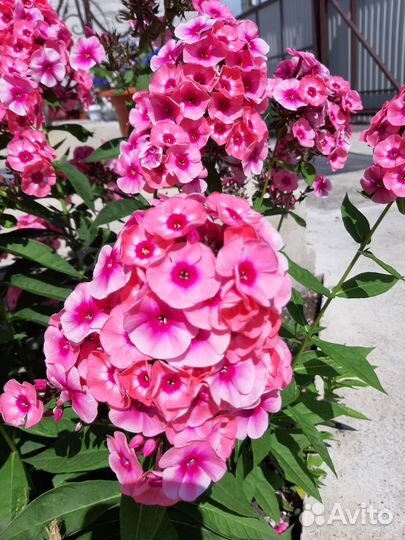 Флоксы многолетние