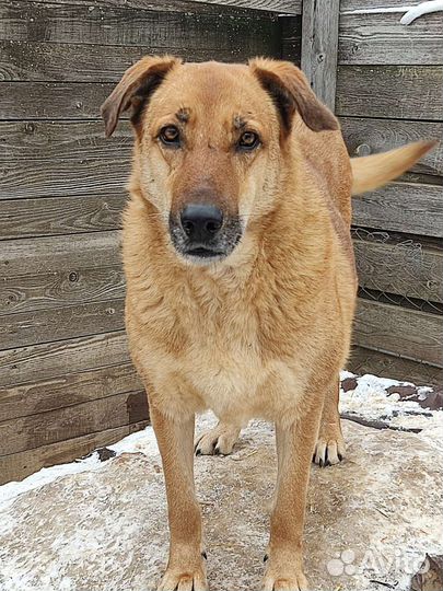 Собака из приюта хочет домой