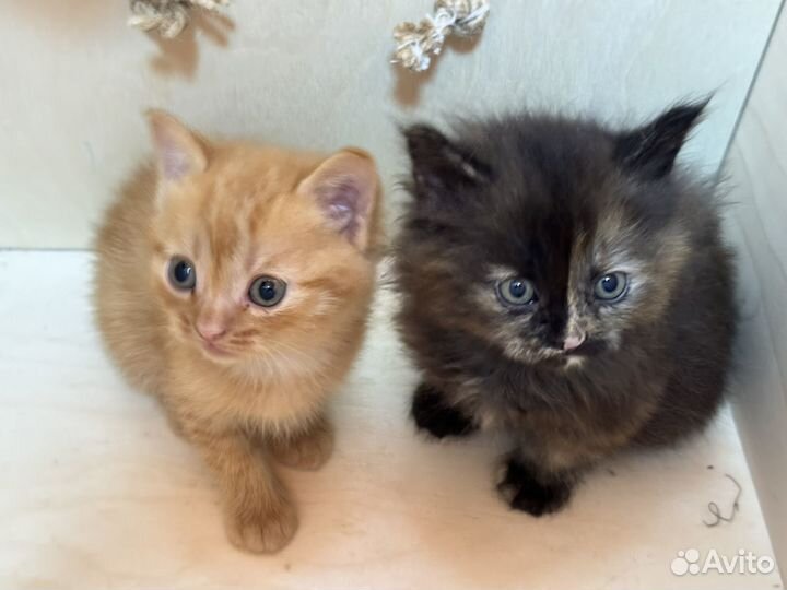 Котята 1,5 месяца