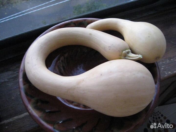 Семена огурдыни, арбузы раннеспелые и др