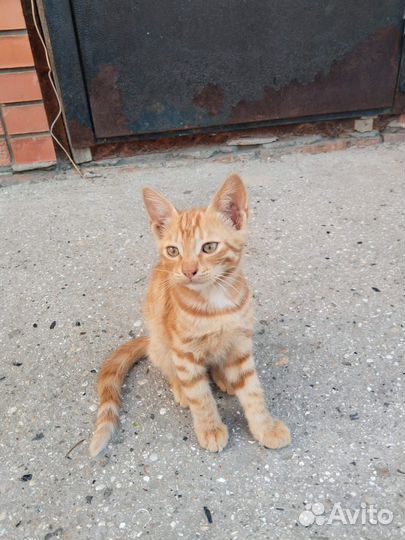 Отдам котиков