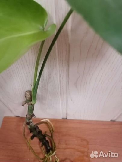 Монстера. Черенок