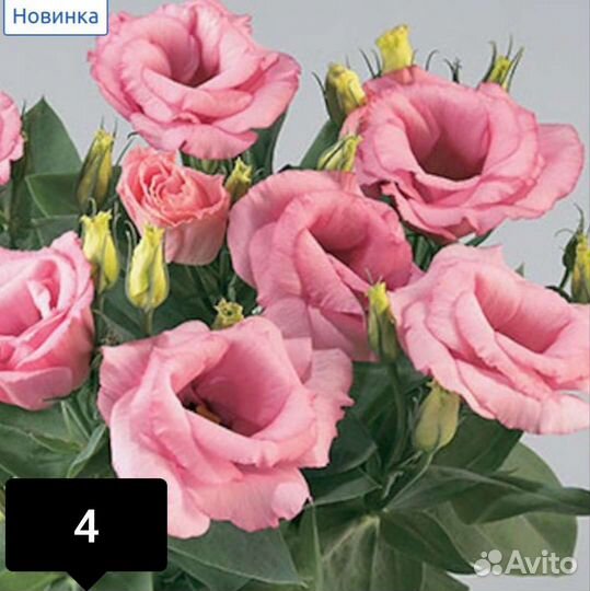 Эустома, семена от садовника