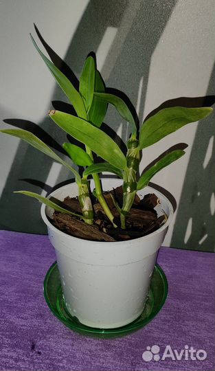 Орхидея дендробиум