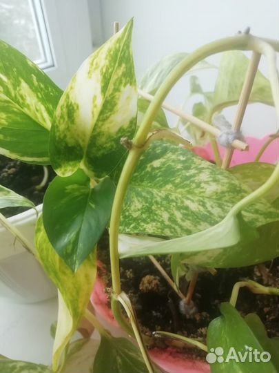 Сциндаптус химмаш