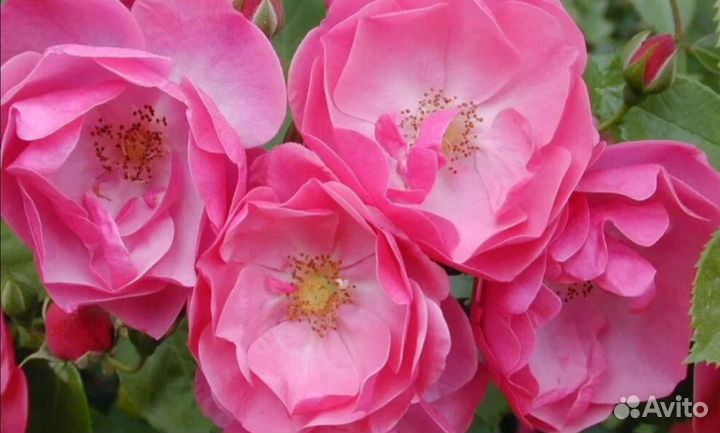 Саженцы роз Ангела или Анжелла флорибунда