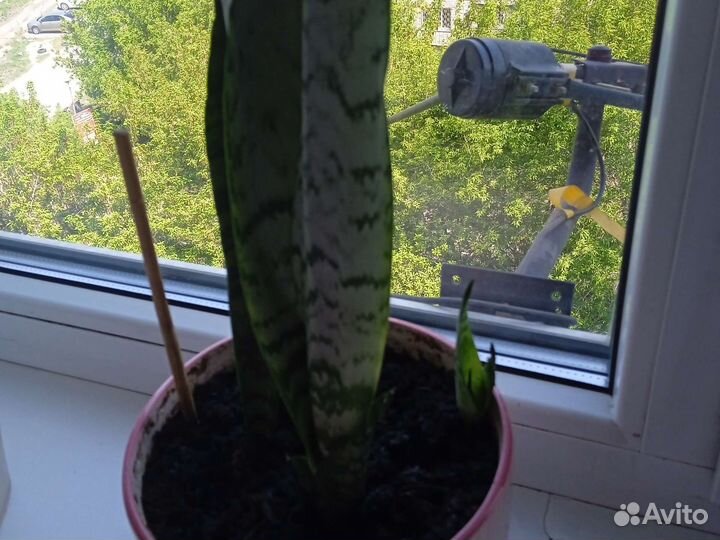 Сансевиерия(тёщин язык)