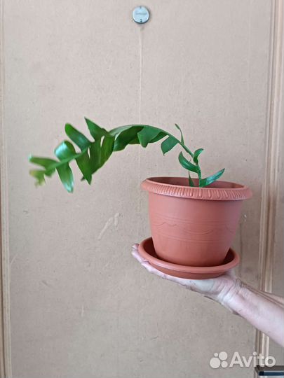 Эпифиллум Марниера