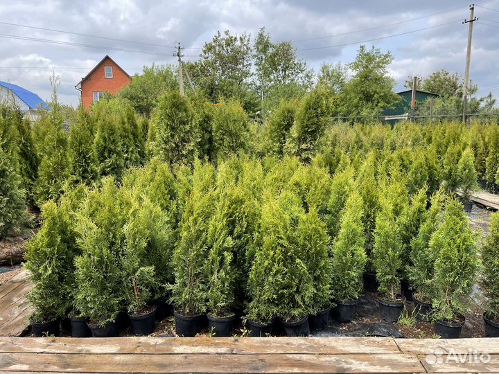 Туя смарагд