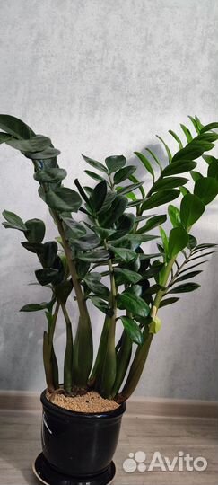 Замиокулькас