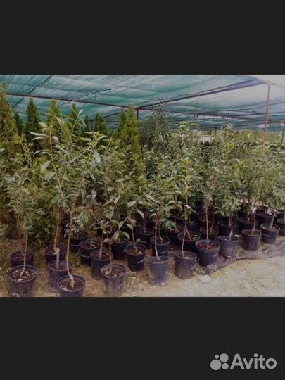 Саженцы, плодовые деревья и кустарники