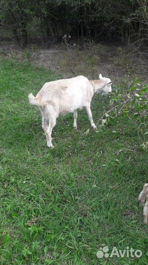 Коза и два 6 мес. Козлика один кастрирован