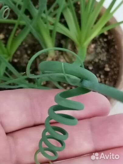 Альбука спиральная