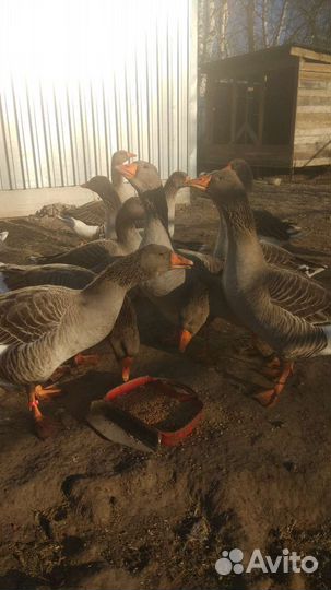 Инкубационное яйцо гусей