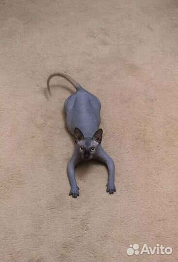 Кот случка