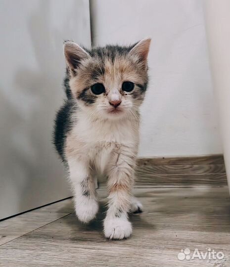 Котята бесплатно
