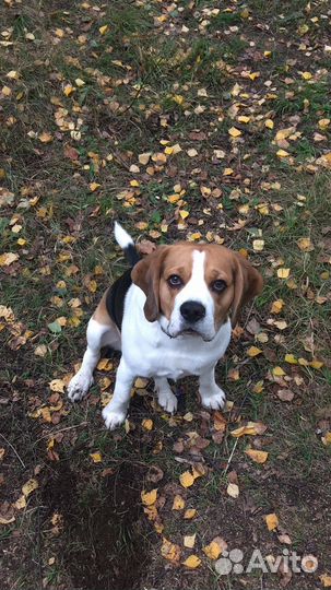 Вязка кобеля бигля