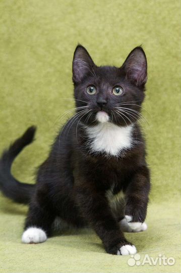 Котёнок, маркизный малыш ищет семью