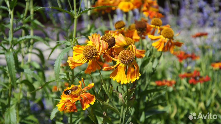 Объектив Kodak f:4.5 35mm для m39